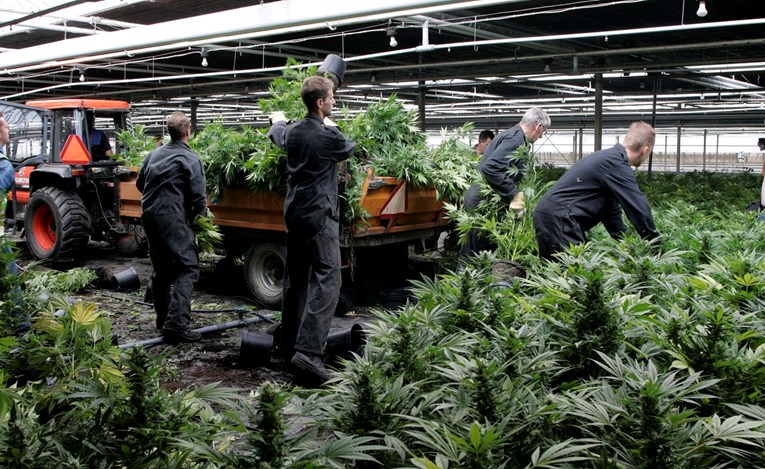 Dionica kompanije koja uzgaja marihuanu hit na američkoj burzi